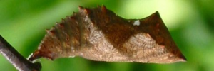 Pupae
